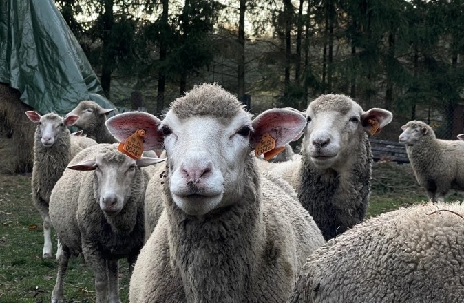 JK Dwór Grabowszczyzna